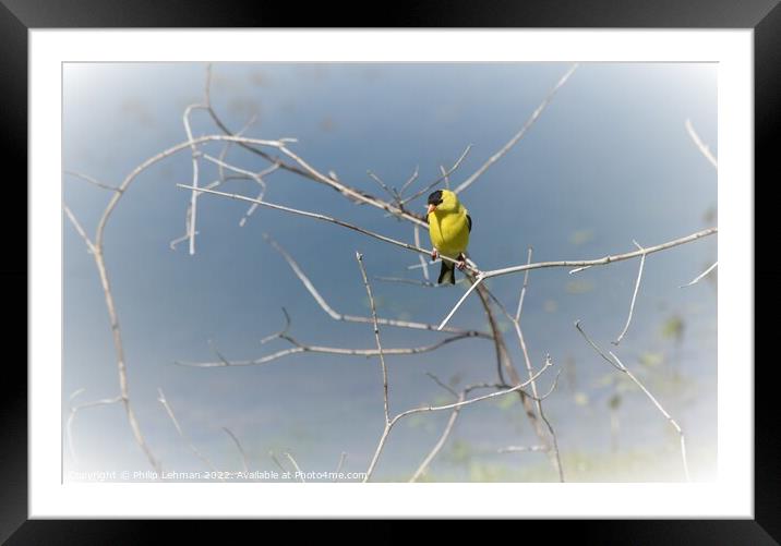 Gold finch on branch Framed Mounted Print by Philip Lehman