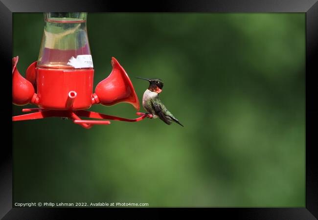 Ruby Throated Hummingbird on feeder Framed Print by Philip Lehman