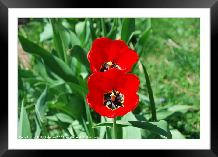 Open Tulips Framed Mounted Print by Philip Lehman