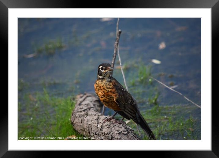 Juvenile Robin Framed Mounted Print by Philip Lehman