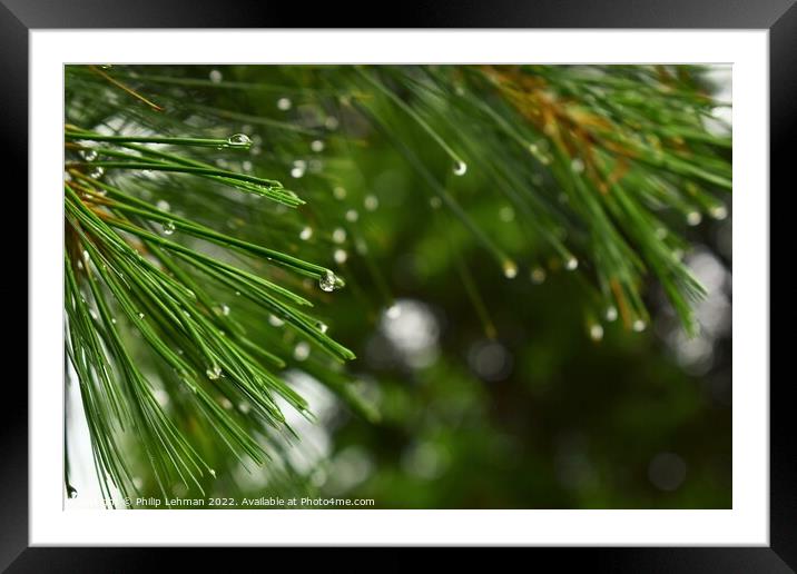 Pine branches with water droplets Framed Mounted Print by Philip Lehman