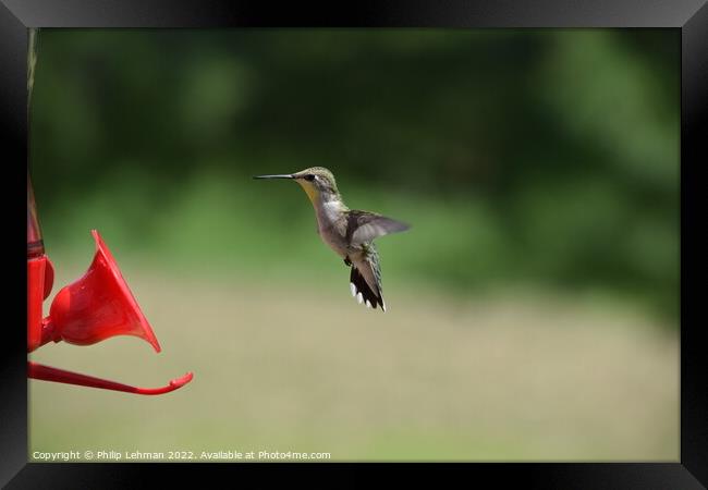 Hummingbird at feeder 3 Framed Print by Philip Lehman