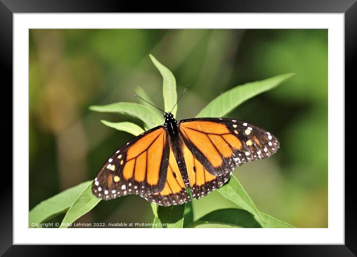 Monarch in Summer 3 Framed Mounted Print by Philip Lehman