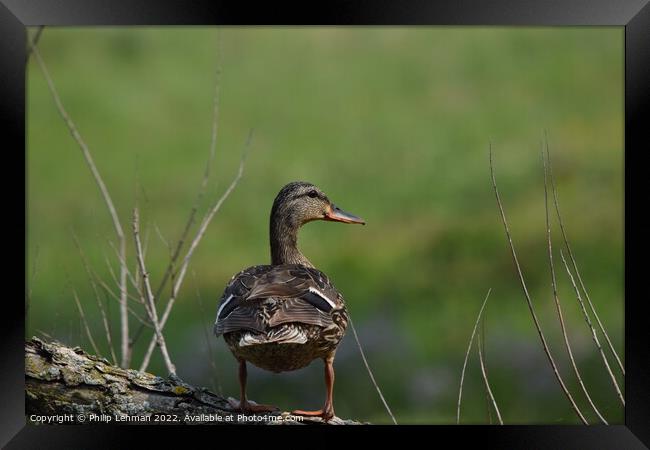 Duck on tree branch (2) Framed Print by Philip Lehman