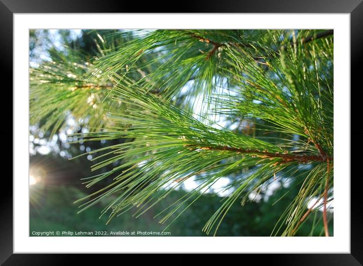 Pine branch in sunlight Framed Mounted Print by Philip Lehman