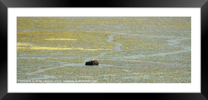 Exposed Stump during drought Framed Mounted Print by Philip Lehman