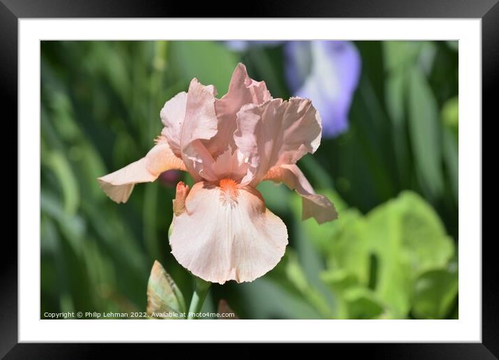 Iris in full bloom Framed Mounted Print by Philip Lehman
