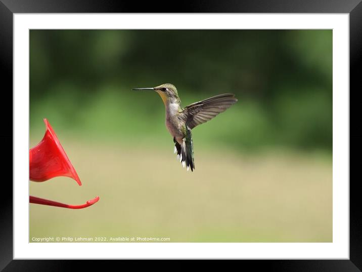 Hummingbird at feeder 5 Framed Mounted Print by Philip Lehman