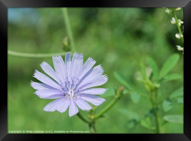 Periwinkle Clolored Flower (Chicory Root) Framed Print by Philip Lehman