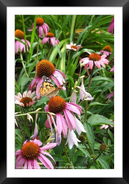 Butterfly 2 Framed Mounted Print by Philip Lehman