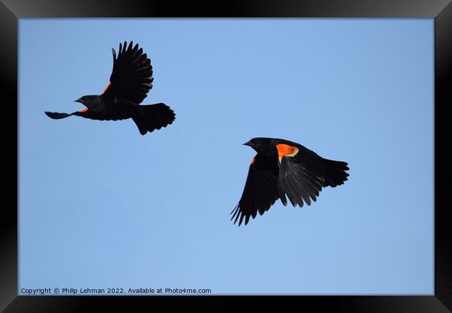Red-Wing Blackbird in flight 1B Framed Print by Philip Lehman