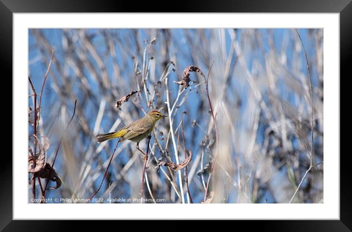 Palm Warbler (2D) Framed Mounted Print by Philip Lehman