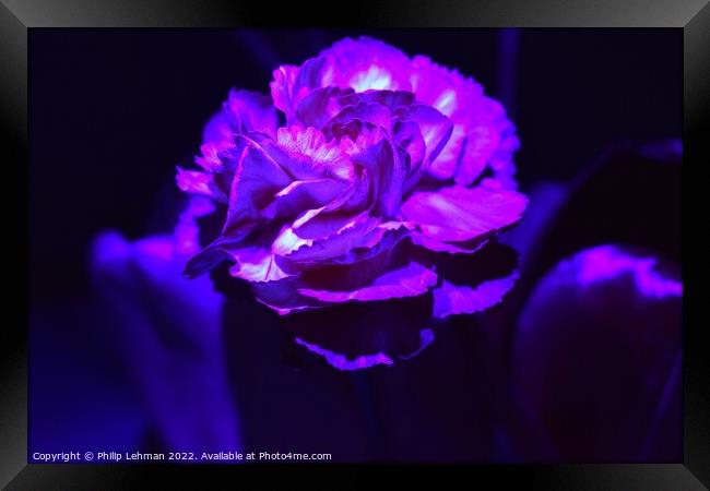 Carnation Blacklight (7A) Framed Print by Philip Lehman