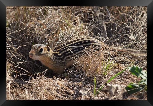 Striped Gopher 1 Framed Print by Philip Lehman