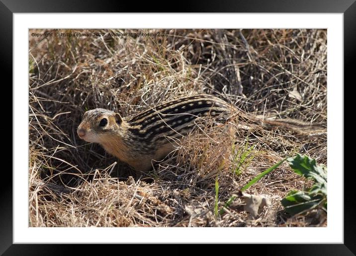 Striped Gopher 1 Framed Mounted Print by Philip Lehman