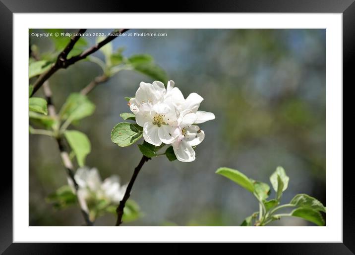 Blossom Framed Mounted Print by Philip Lehman