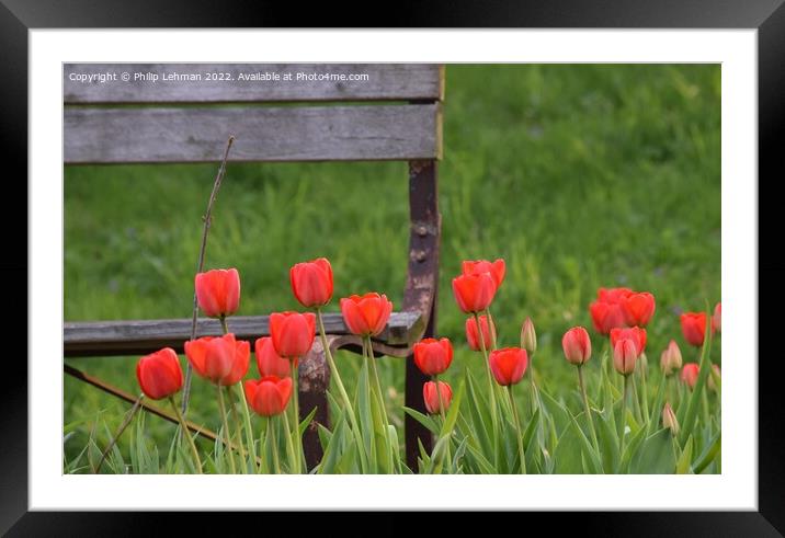 Tulip Garden (20A) Framed Mounted Print by Philip Lehman