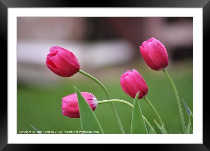 Pink Tulips 3B Framed Mounted Print by Philip Lehman