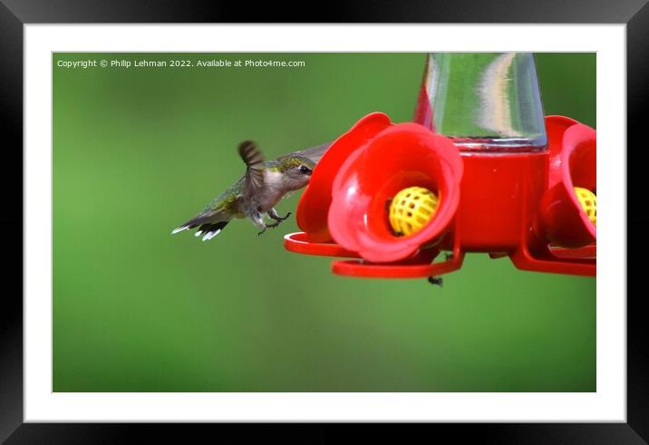 Hummingbird Landing 1A Framed Mounted Print by Philip Lehman