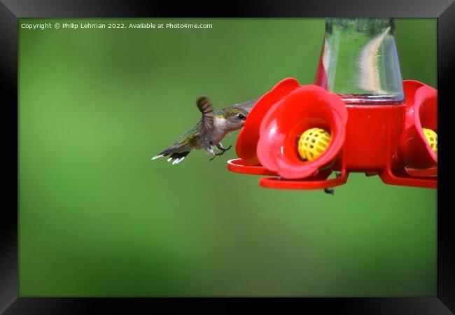 Hummingbird Landing 1 Framed Print by Philip Lehman