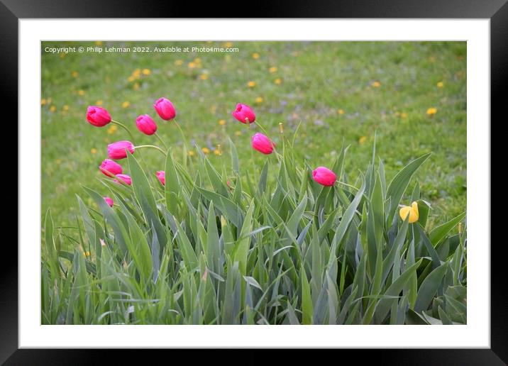 Pink Tulips 1A Framed Mounted Print by Philip Lehman