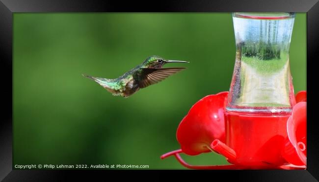Ruby Throated Hummingbird (7A) Framed Print by Philip Lehman