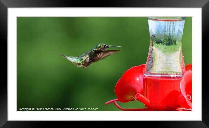 Ruby Throated Hummingbird (7A) Framed Mounted Print by Philip Lehman