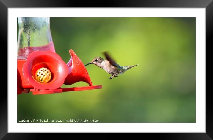Ruby Throated Hummingbird (12A) Framed Mounted Print by Philip Lehman