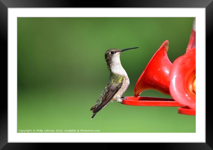 Ruby Throated Hummingbird (11A) Framed Mounted Print by Philip Lehman