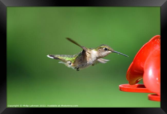 Ruby Throated Hummingbird (9A) Framed Print by Philip Lehman