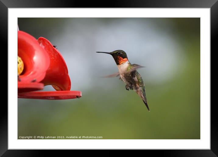 Ruby Throated Hummingbird (19A) Framed Mounted Print by Philip Lehman