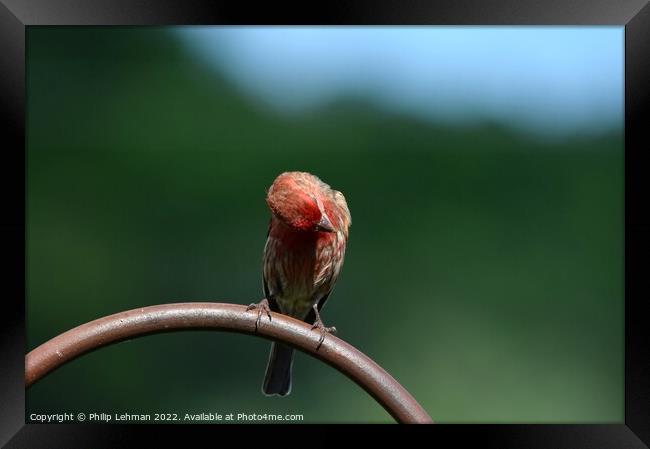Common Finch (5A) Framed Print by Philip Lehman