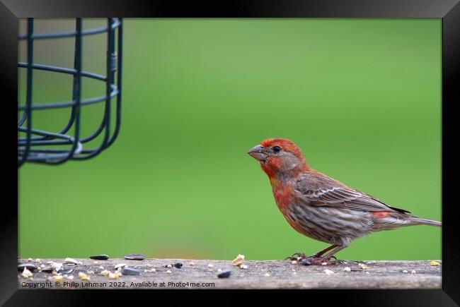 Common Finch (10A) Framed Print by Philip Lehman