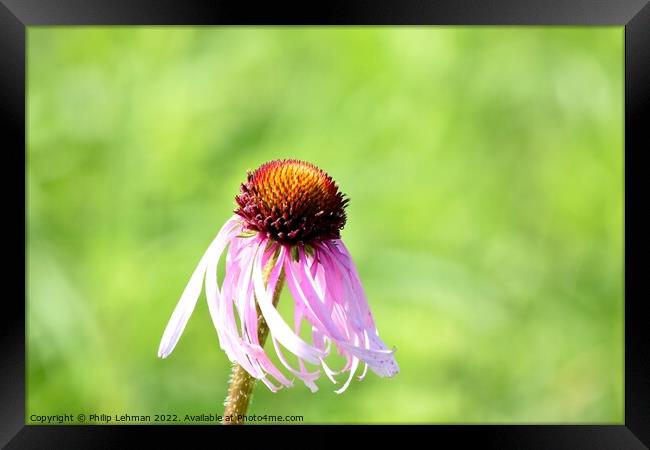 Cone Flowers June 27th 2022 (3A) Framed Print by Philip Lehman