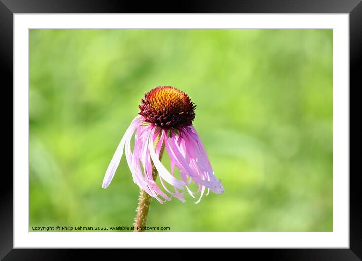 Cone Flowers June 27th 2022 (7A) Framed Mounted Print by Philip Lehman