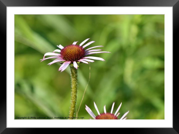 Cone Flowers June 27th 2022 (23A) Framed Mounted Print by Philip Lehman
