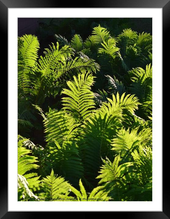 Ferns at Golden Hour (3A) Framed Mounted Print by Philip Lehman
