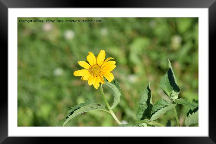 Oxeye-False Sunflower (6A) Framed Mounted Print by Philip Lehman