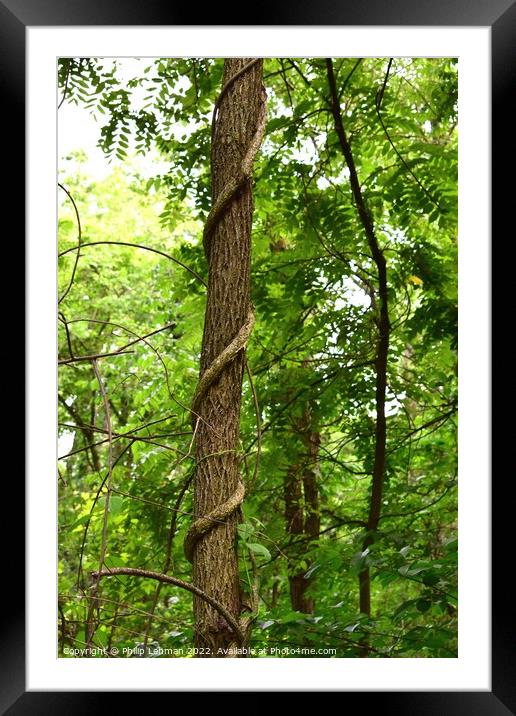 The Climber (4A) Framed Mounted Print by Philip Lehman