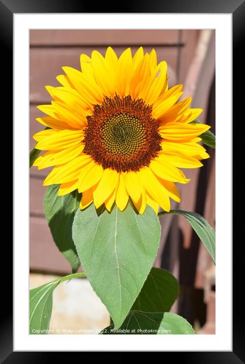 Sunflower Closeup (7A) Framed Mounted Print by Philip Lehman