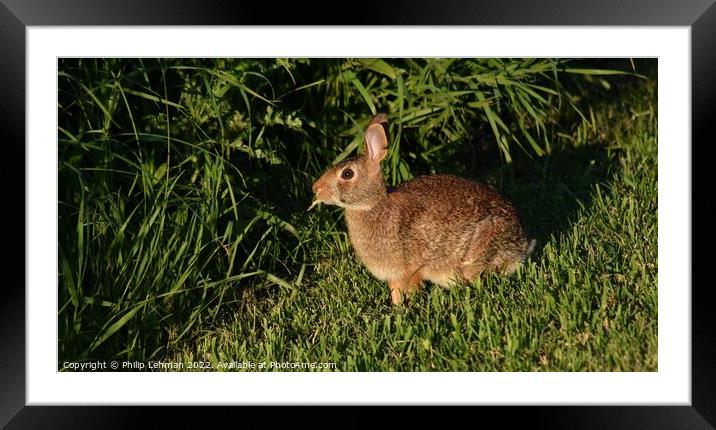 Wild Rabbit  (3A) Framed Mounted Print by Philip Lehman