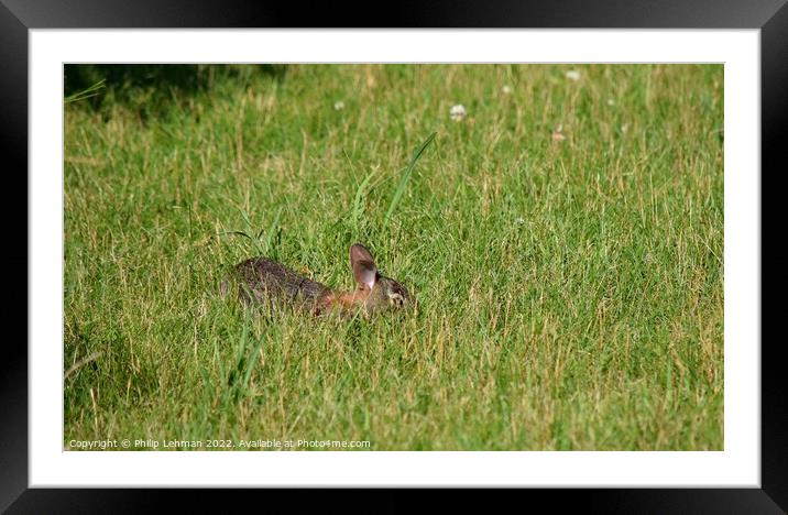 Rabbit Badger Prairie (3A) Framed Mounted Print by Philip Lehman