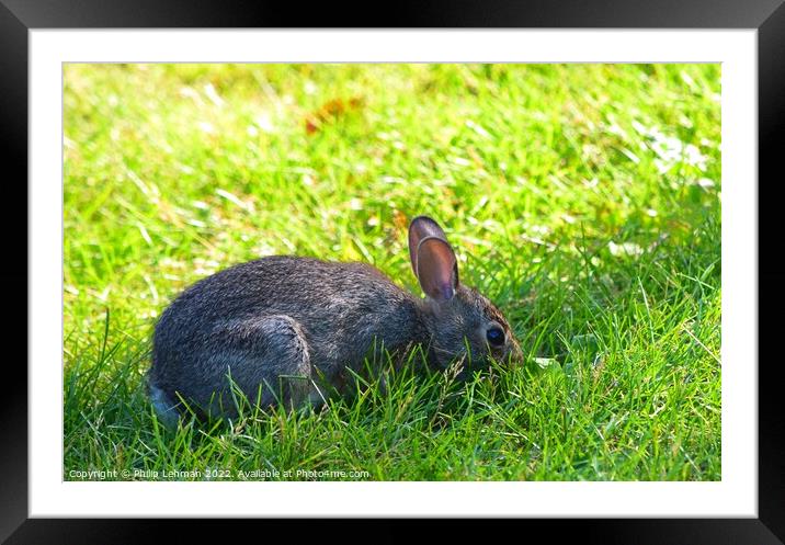 Rabbit Badger Prairie (8A) Framed Mounted Print by Philip Lehman