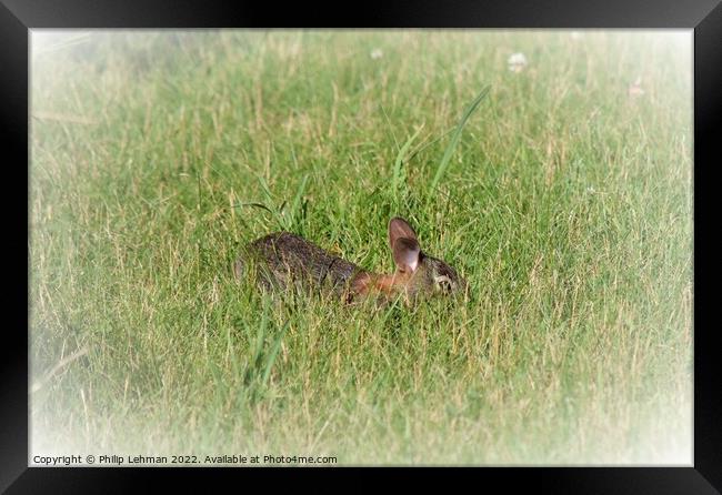 Rabbit Badger Prairie (1B) Framed Print by Philip Lehman