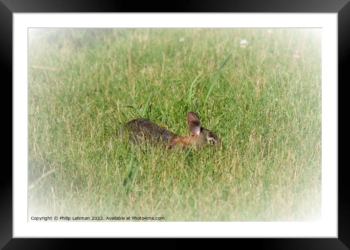 Rabbit Badger Prairie (1B) Framed Mounted Print by Philip Lehman
