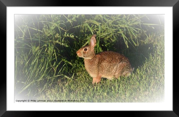 Wild Rabbit  (6B) Framed Mounted Print by Philip Lehman