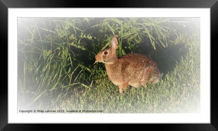 Wild Rabbit  (3B) Framed Mounted Print by Philip Lehman