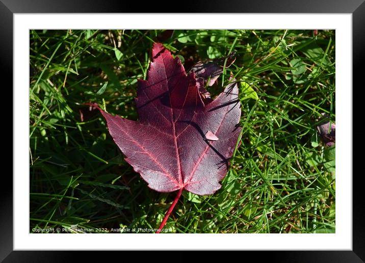 Fallen Maple Leaf (1A) Framed Mounted Print by Philip Lehman