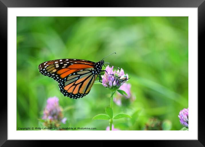 Monarch in clover field (1A) Framed Mounted Print by Philip Lehman