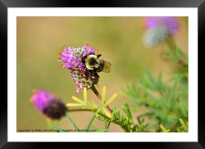 Bumble Bee on Clover (4B) Framed Mounted Print by Philip Lehman